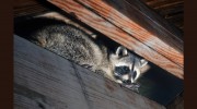 Varmint Control