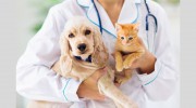 Anderson Pet Grooming