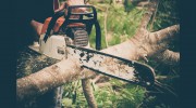 Green Giant Tree Removal