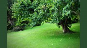 Alexander Tree Care-Certified Arborist