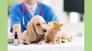 Kato Animal Hospital
