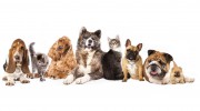 Baldwin Animal Hospital