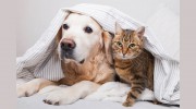 Belle River Animal Clinic