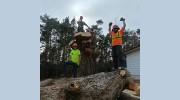 Evolution Tree Care