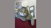Hollybank Animal Hospital