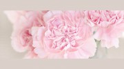Queen's Park Florist