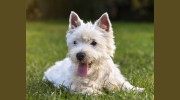 Baywood Animal Hospital