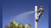 Mason Tree Experts