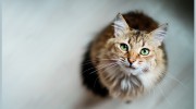 Dundas Euclid Animal Hospital