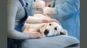 Mahalo Veterinary Hospital