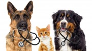Billings Bridge Animal Hospital