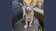 Thunder Bay Veterinary Hospital