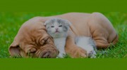 Chapel Hill Veterinary Clinic