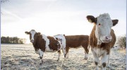 Dundas Veterinary Services