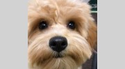 Keswick Pet Hospital