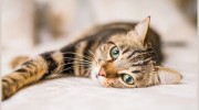 Orillia Pet Hospital