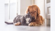 Northgate Animal Hospital