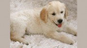 South Whitby Veterinary Service