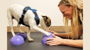Uxbridge Veterinary Hospital