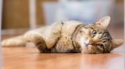 Clearspring Animal Hospital