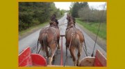Cannington Veterinary Services