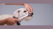 Baden Veterinary Hospital