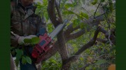 Van Dyke's Tree Care