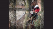 King Tree Service