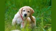 Snelgrove Veterinary Services