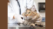 Blue Cross Animal Hospital