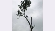 Fraser Valley Tree Service