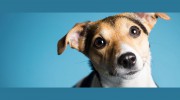 Callander Animal Hospital