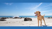 Waterview Animal Hospital