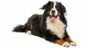 Bayridge Animal Hospital