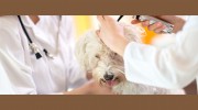 Northern Veterinary Clinic