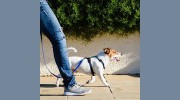 Crossing Bridge Veterinary