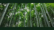 Birch Tree Financial