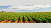 Dayson Agricultural Vent
