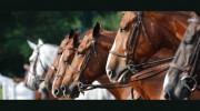 Heide Veterinary Service