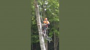 Busy Beavers Tree Service