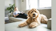 Westbank Animal Care Hospital