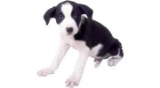 Hagersville Veterinary Services