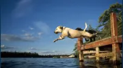 Northeast Veterinary Services