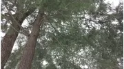 P & A Urban Forestry Consulting