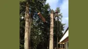 Peerless Tree Services