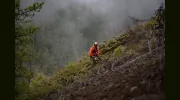 B & B Tree Topping