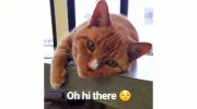 Assiniboia Animal Hospital