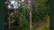 Viking Tree Care