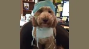 Bucksburn Veterinary Hospital