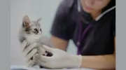 Miltonvale Park Veterinary Clinic